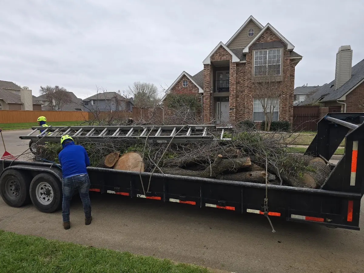 Expert Tree Pest Control with proper safety equipment in Richmond